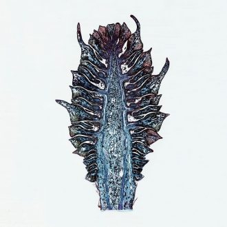 Pine Young Ovulate Cone, l.s., 12 µm Microscope Slide