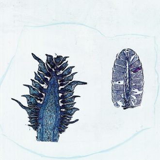 Male and Female Pine Cones, l.s., 12 µm Microscope Slide
