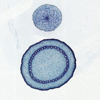 Monocot and Dicot Roots, c.s., 12 µm Microscope Slide