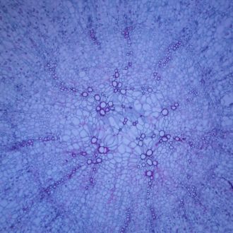 Carrot Taproot, c.s., 12 µm Microscope Slide