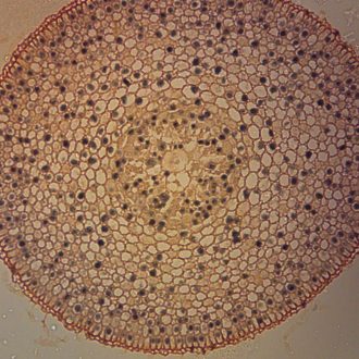 Onion Root Tip, c.s., 10 µm Microscope Slide