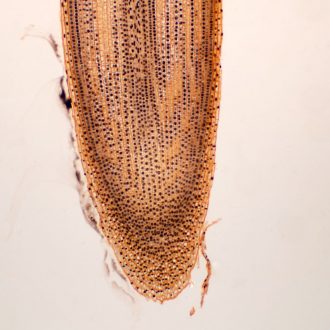 Onion Root Tip Slide, l.s., 10 µm