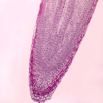 Onion Root Tip, l.s., Thin Microscope Slide,