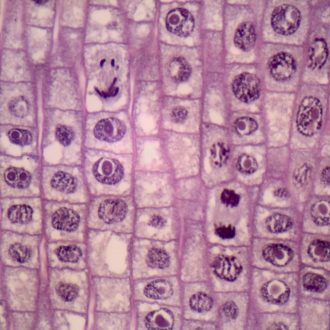 Onion Mitosis, l.s. Thin Microscope Slide