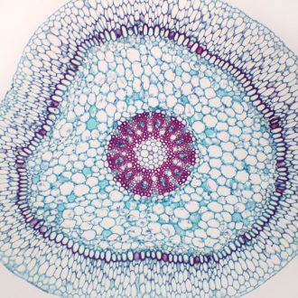 Orchid Aerial Root, c.s., 12 µm Microscope Slide