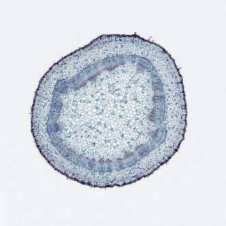 Geranium Older Stem, c.s., 12 µm Microscope Slide