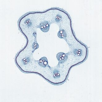 Pumpkin Stem, c.s., 12 µm Microscope Slide