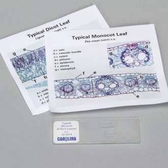 Discovering Monocot and Dicot Leaves Self-Study Unit, Microscope Slide Set