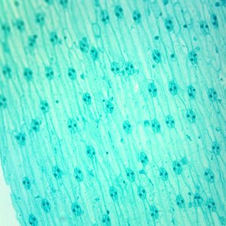 Monocot Leaf Epidermis, w.m., Onion Microscope Slide