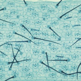 Spiderwort Leaf Epidermis, w.m. Microscope Slide