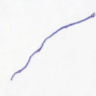 Corn Leaf, c.s., 12 µm Microscope Slide