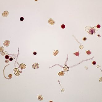 Pollen Tubes, w.m. Microscope Slide