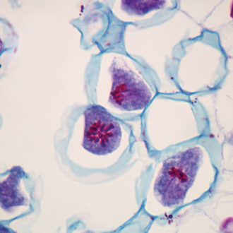 Lily Anther First Meiotic Division Slide, c.s., 12 µm