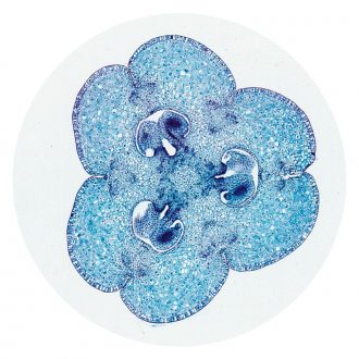 Lily Ovulary, General Structure, c.s., 12-20 µm Microscope Slide