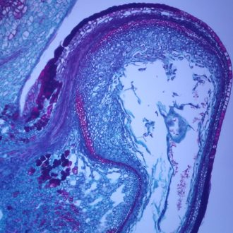 Maple Fruit, c.s., 12 µm Microscope Slide