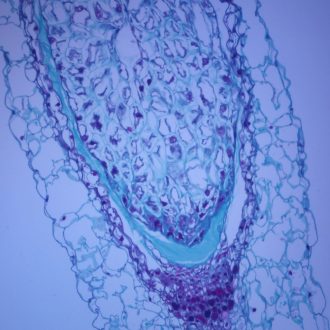 Lily Seed. c.s., 12 µm Microscope Slide