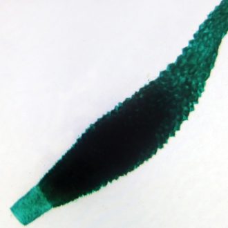 Grantia, w.m. Microscope Slide