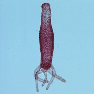 Metridium, c.s. and l.s. 7 µm H&E Microscope Slide