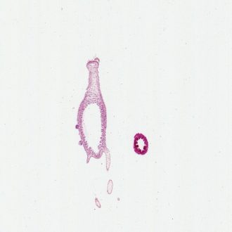 Hydra, c.s. and l.s. H&E Microscope Slide