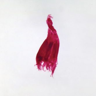 Aurelia scyphistoma, w.m. Microscope Slide