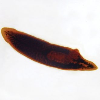 Planaria, w.m., Digestive Tract Completely Colored Microscope Slide