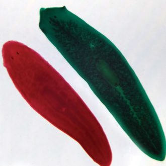 Planaria Combination, w.m. Microscope Slide