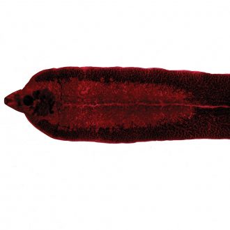 Fasciola hepatica (sheep liver fluke), w.m. Microscope Slide