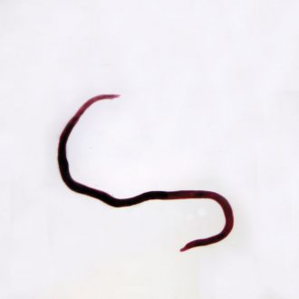 Schistosoma mansoni Female, w.m. Microscope Slide