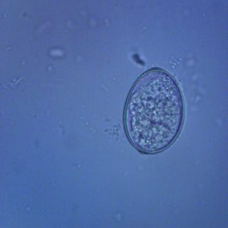 Diphyllobothrium latum Eggs, w.m. Microscope Slide