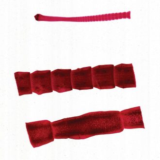 Dipylidium canium Composite, w.m. Microscope Slide