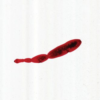 Echinococcus granulosus, w.m. Microscope Slide