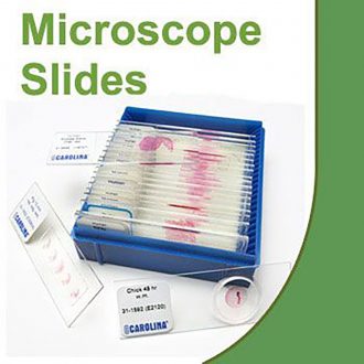 Taenia saginata Eggs, w.m. Microscope Slide