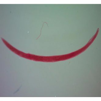 Ancylostoma caninum Female, w.m. Microscope Slide