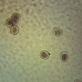 Ascaris lumbricoides Eggs, w.m. Microscope Slide