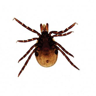 Ixodes scapularis (Deer Tick) Female, w.m. Microscope Slide