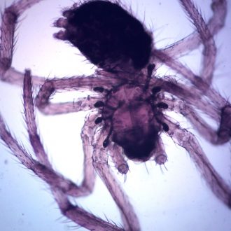 Spider, w.m., Microscope Slide