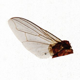 House Fly (Musca domestica) Wing, w.m. Microscope Slide