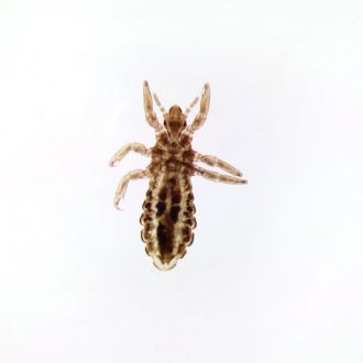 Pediculus humanus capitis, w.m. Microscope Slide