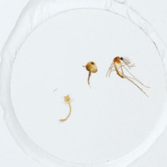 Mosquito Life Cycle, w.m. Microscope Slide
