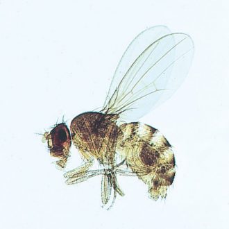 Insect Spiracle, w.m. Microscope Slide