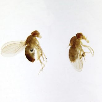 Drosophila Male and Female, w.m. Microscope Slides
