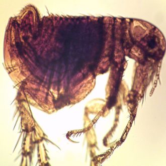 Pulex irritans, w.m. Microscope Slide