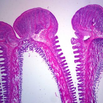 Starfish Tube Feet, sec. 7 µm H&E Microscope Slide