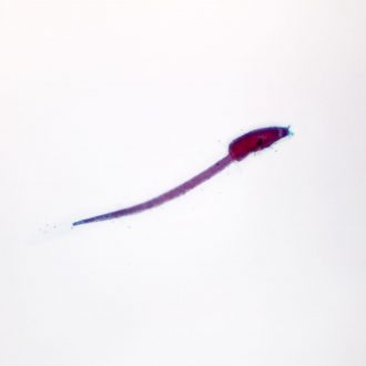 Ascidian Swimming Tadpole, w.m. Microscope Slide