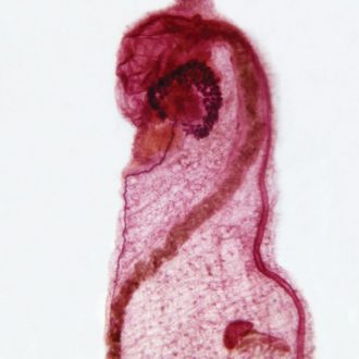 Ecteinascidia, w.m. Microscope Slide