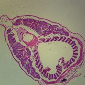 Amphioxus Pharyngeal Region, c.s. 7 µm, H&E Microscope Slide
