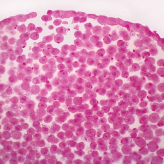 Fish Blastodisc, sec. 7 µm H&E Microscope Slide