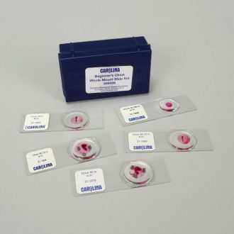 Beginner's Chick Whole Mount Microscope Slide Set