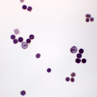Sea Urchin Development, w.m. Microscope Slide