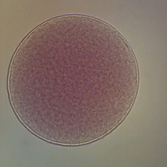 Starfish Unfertilized, w.m Microscope Slide